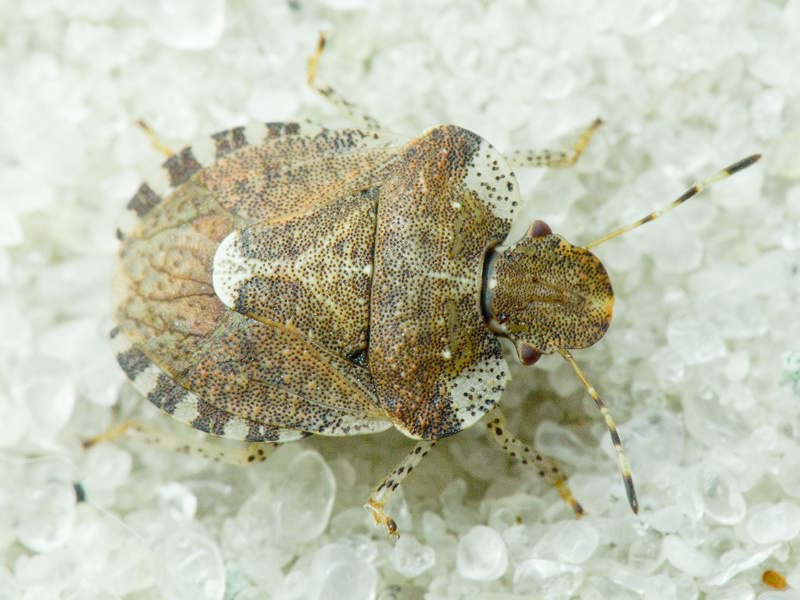 Dyroderes umbraculatus (Fabricius, 1775)